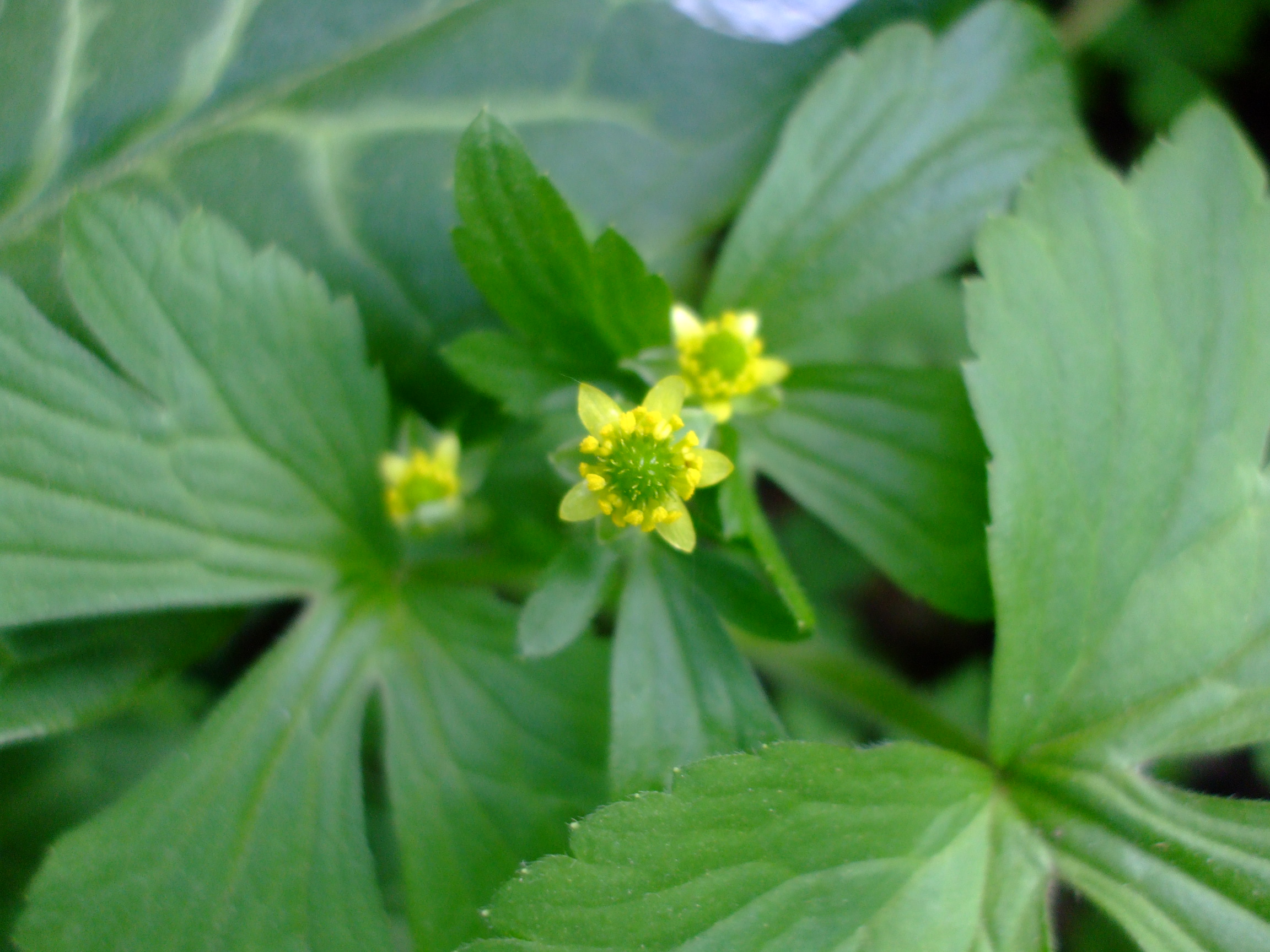 Ranunculus recurvatus